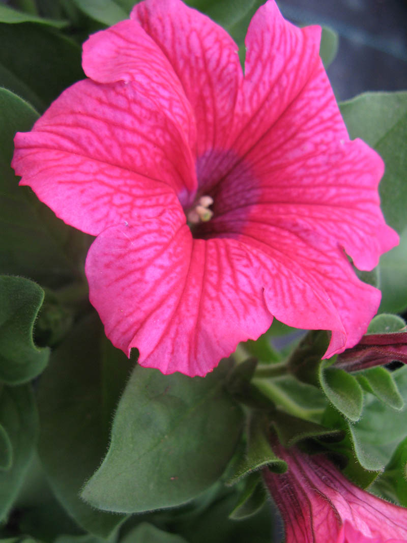 Plantes annuelles - Petunia de bouture Surfinia 'hot pink'