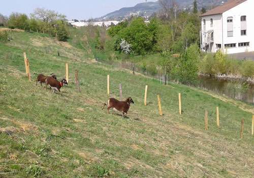 Ecopaturage Ecopaturage